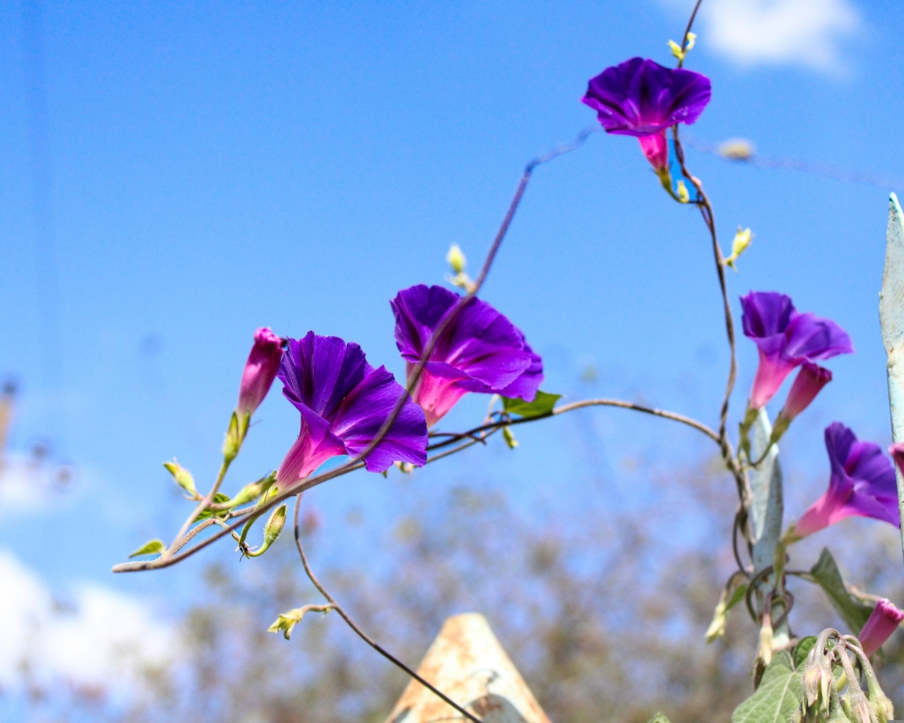 Цветы ипомея на фоне голубого неба