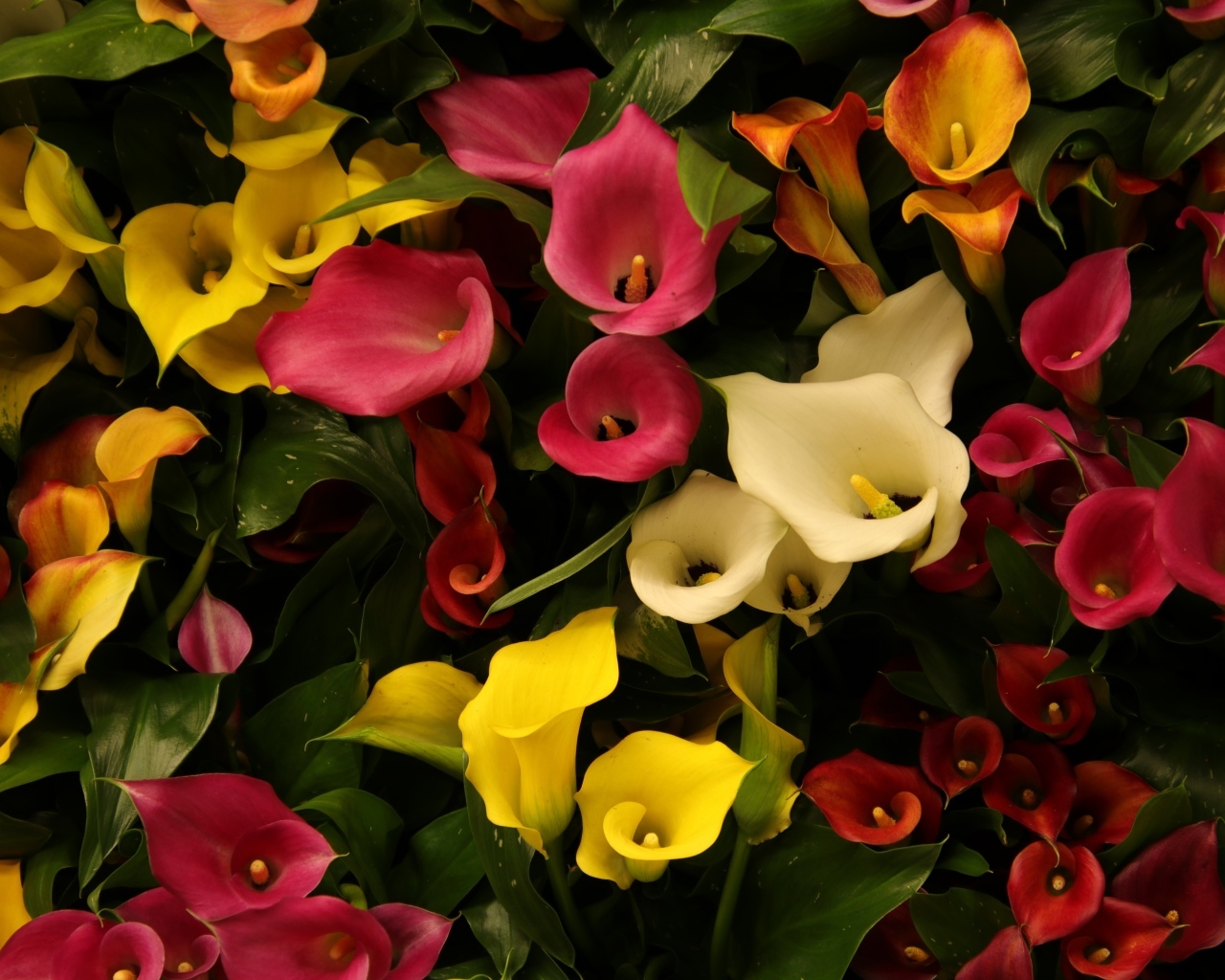 Разноцветные каллы крупным планом