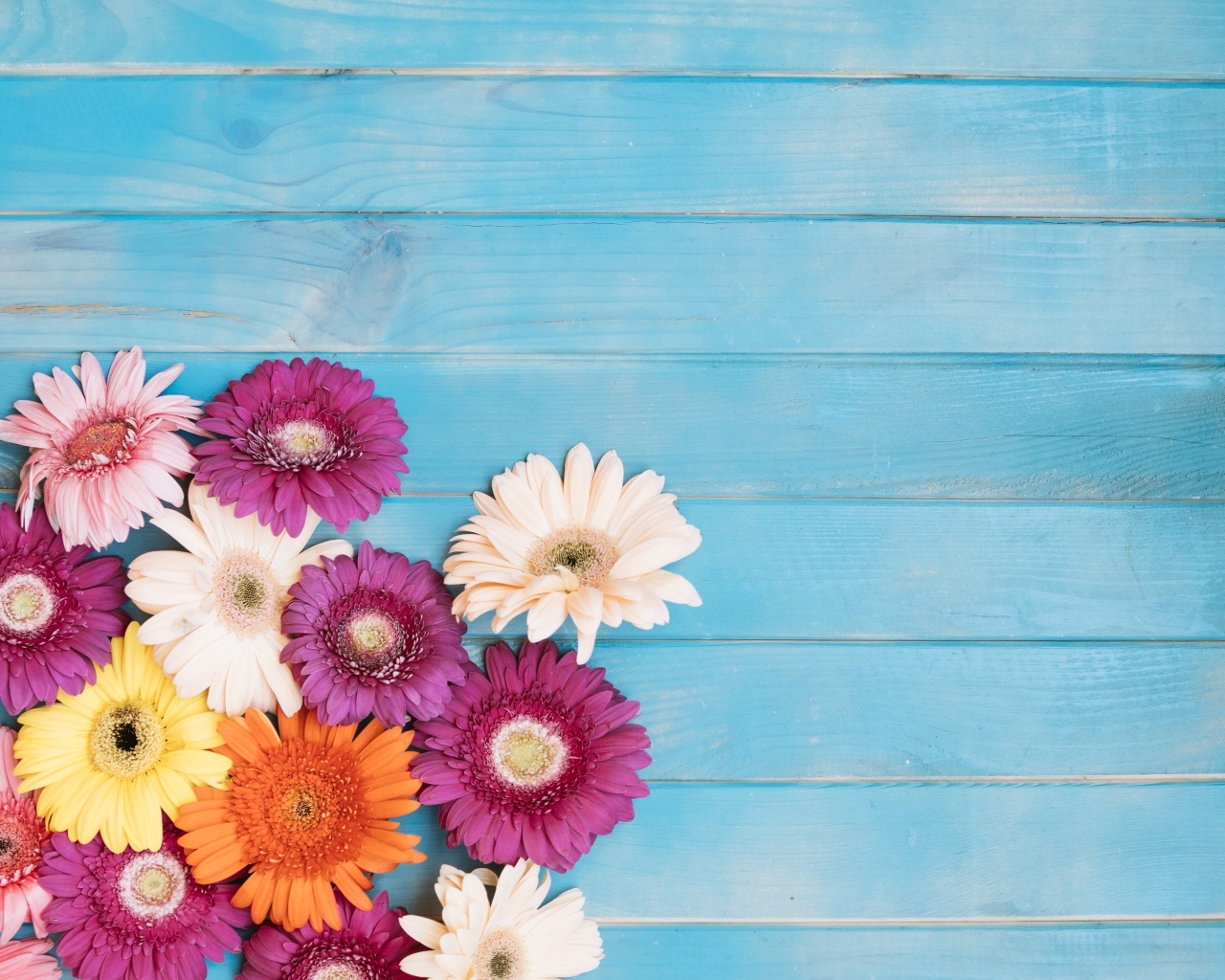 Разноцветные герберы на голубом фоне