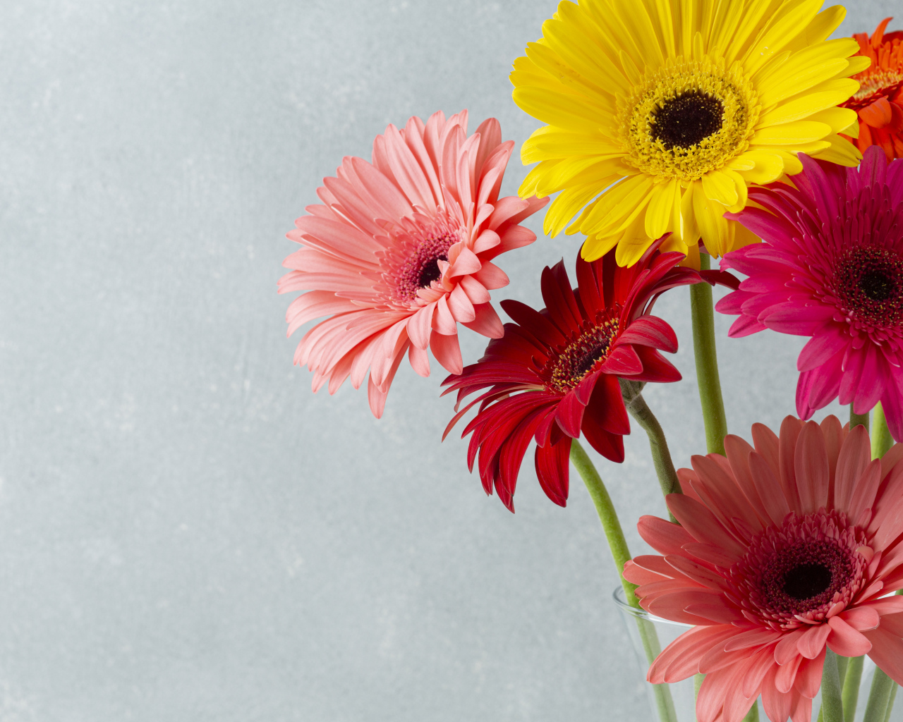 Разноцветные герберы на сером фоне крупным планом
