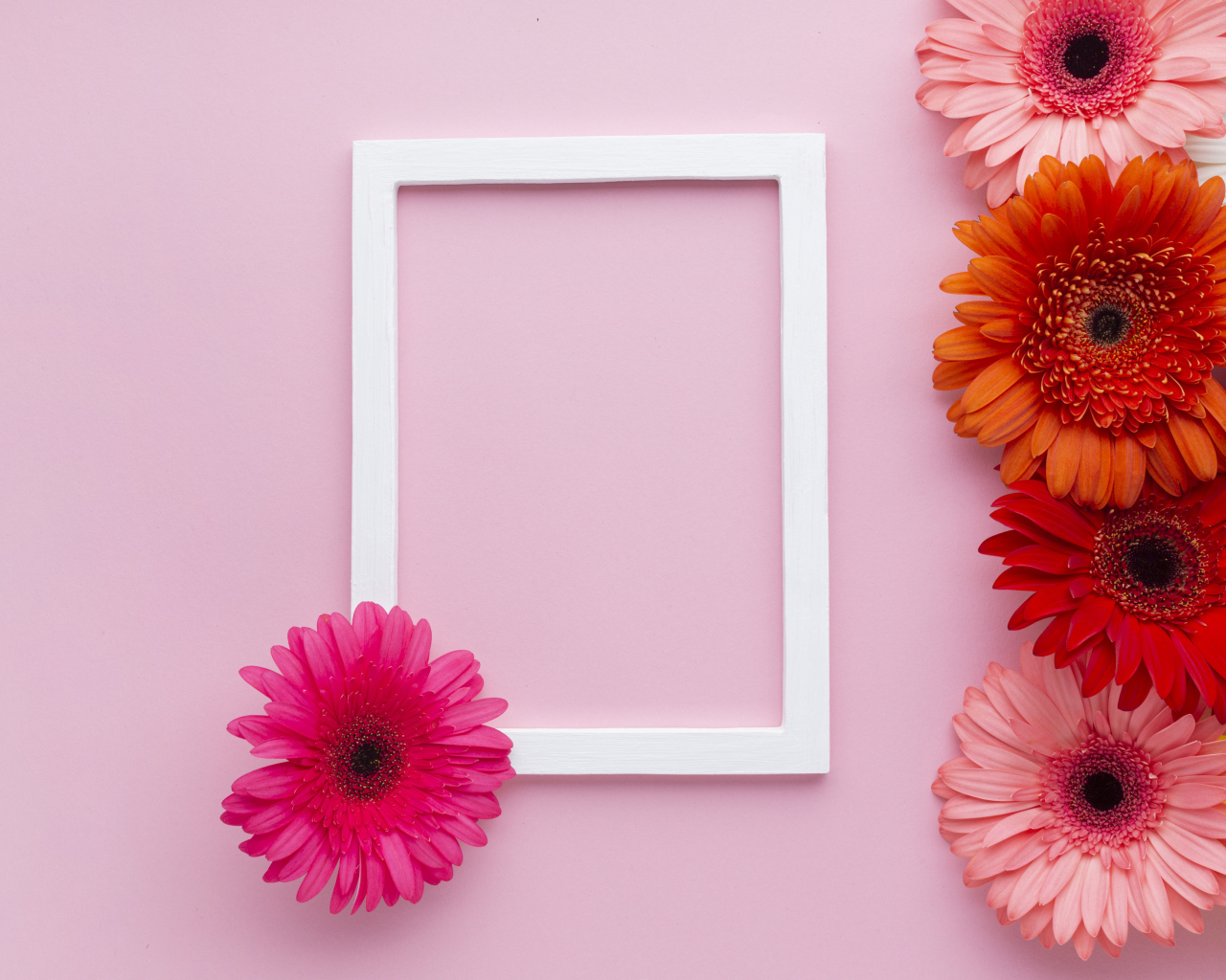 Разноцветные герберы с рамкой на розовом фоне, шаблон для открытки 