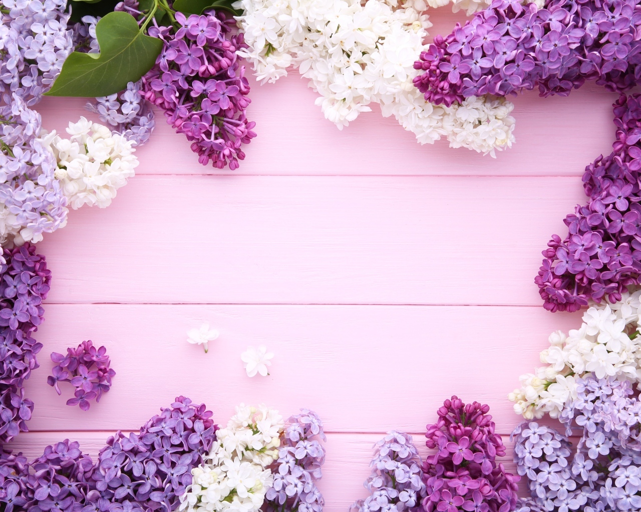 Разноцветные цветы сирени на розовом фоне