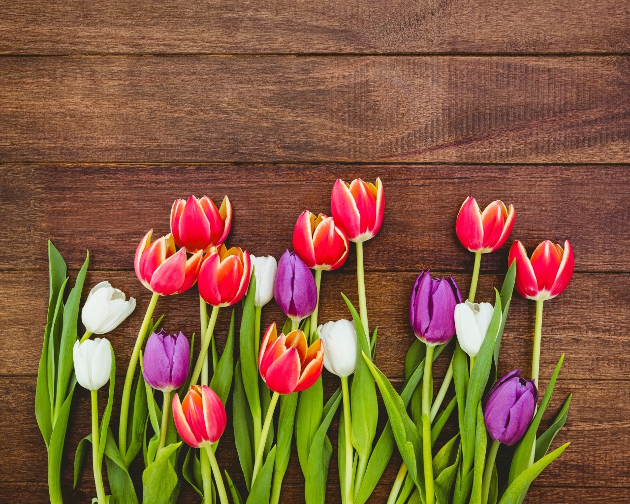 Разноцветные тюльпаны на деревянном фоне