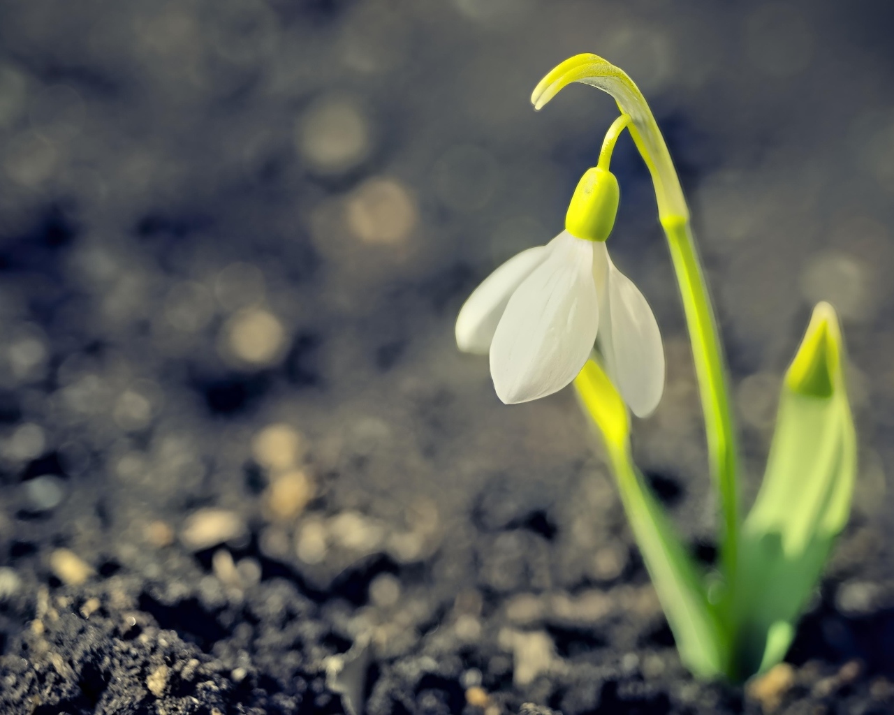 Один белый весенний подснежник на черной земле