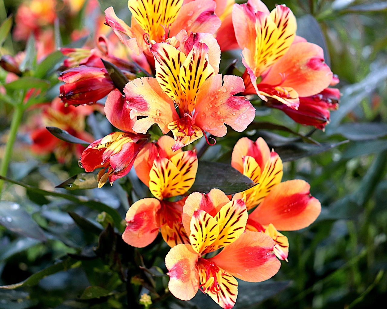 Оранжевые цветы альстромерия крупным планом