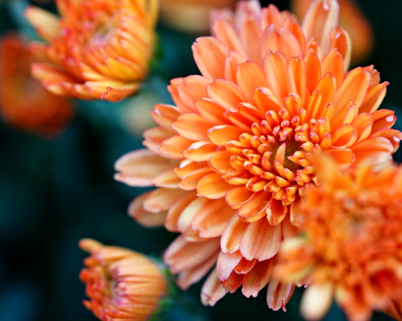 Оранжевые хризантемы на ветке крупным планом