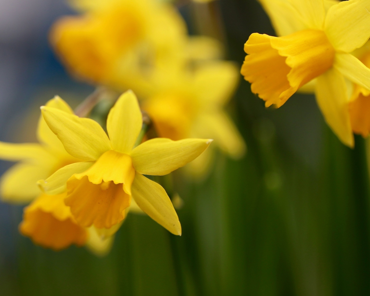 Оранжевые нарциссы на клумбе крупным планом