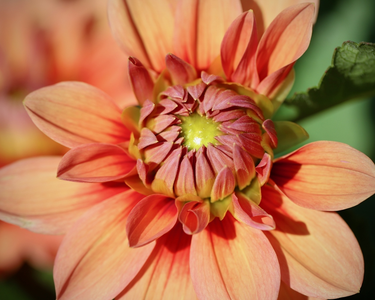 Оранжевая георгина распускается на клумбе