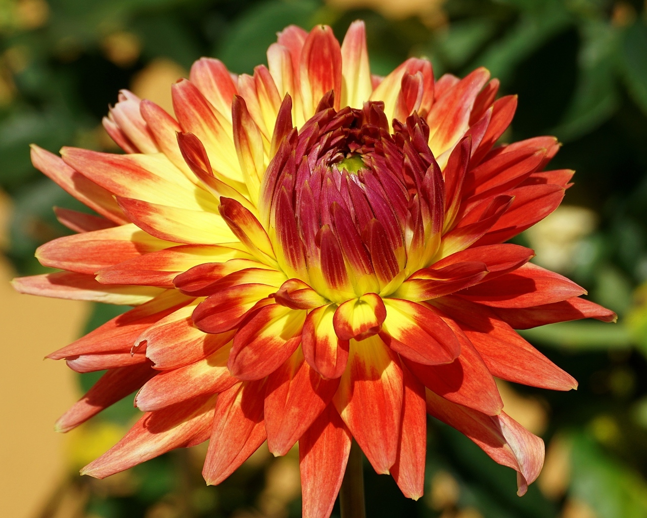 Оранжевый цветок георгина крупным планом