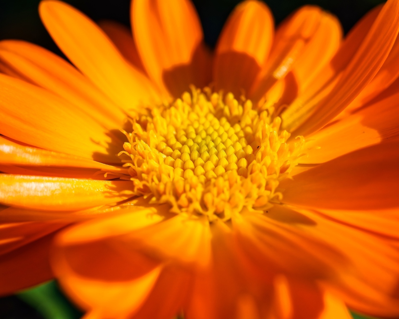 Оранжевый цветок георгина крупным планом