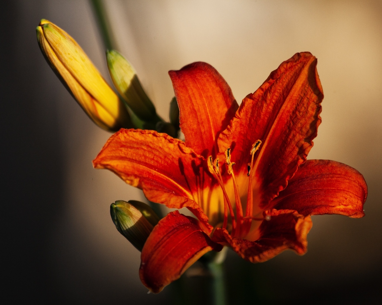 Оранжевый цветок лилейника с бутоном крупным планом