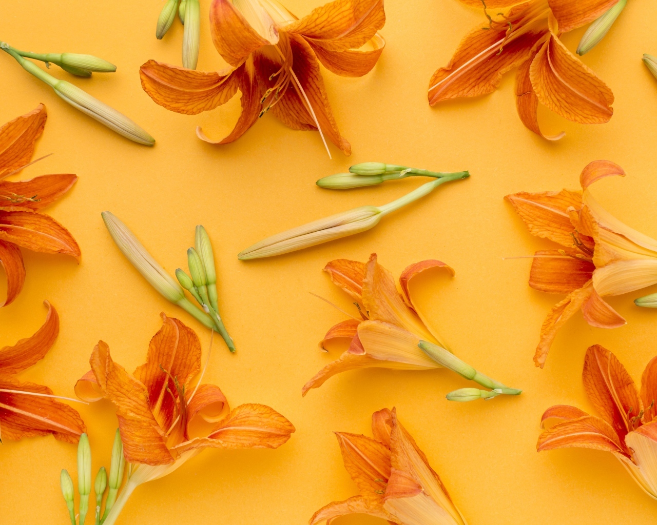 Оранжевые цветы лилейника на желтом фоне