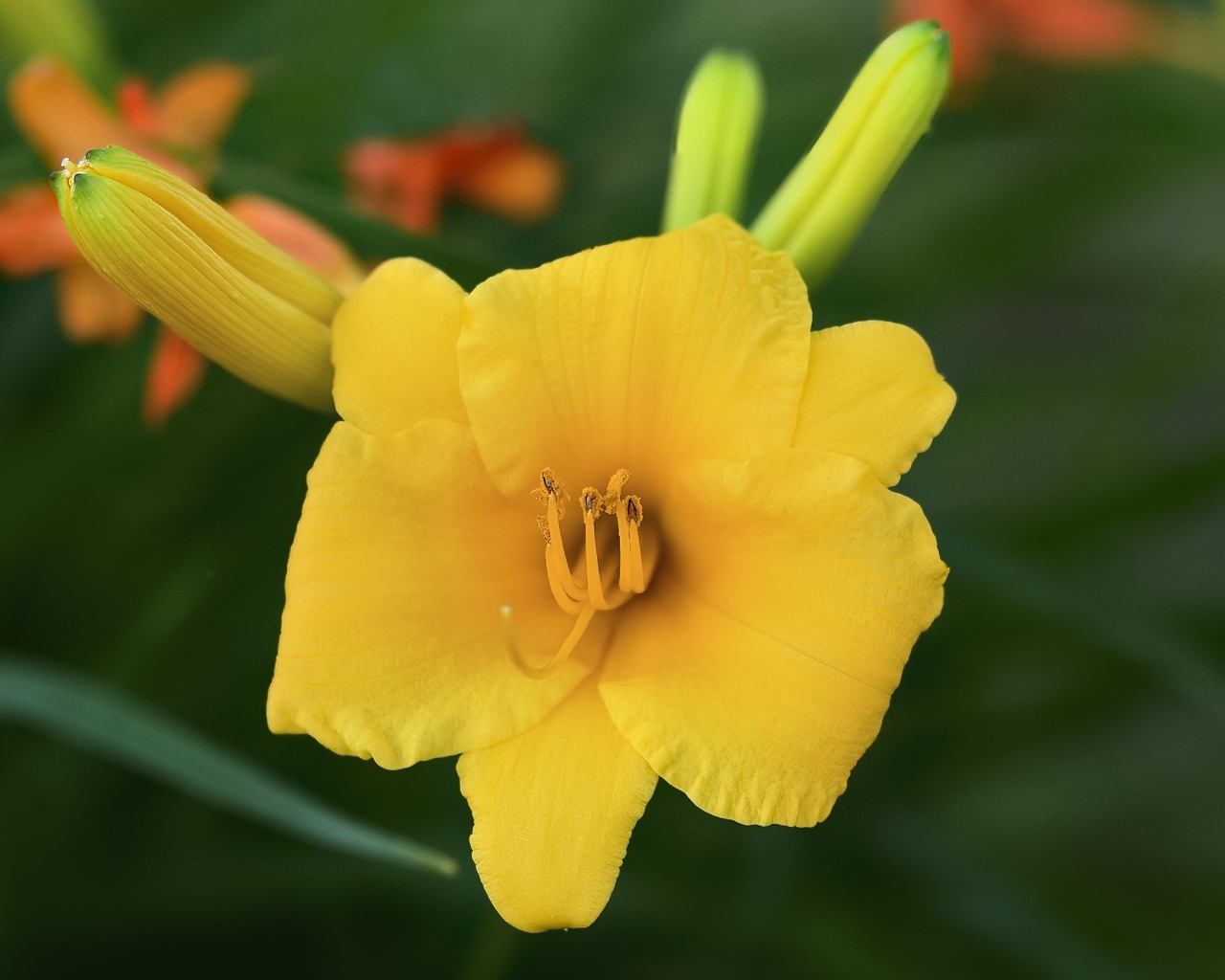 Оранжевый лилейник с бутонами крупным планом