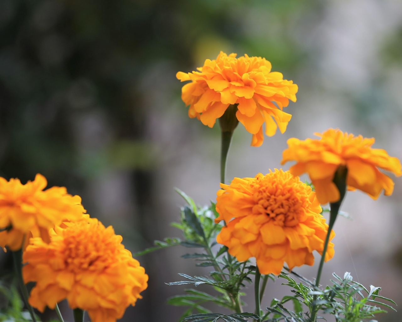 Оранжевые садовые цветы бархатцы