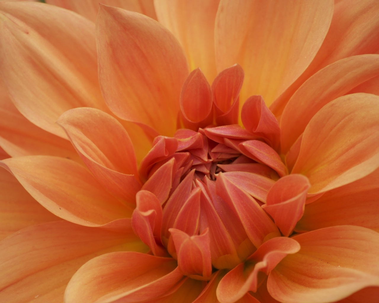 Оранжевый крупный цветок георгина крупным планом