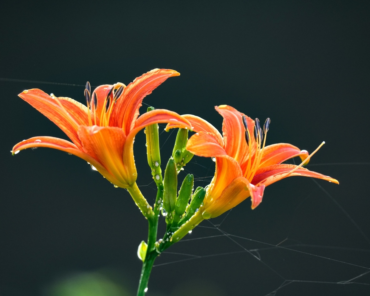 Оранжевые цветы лилии на черном фоне в каплях росы