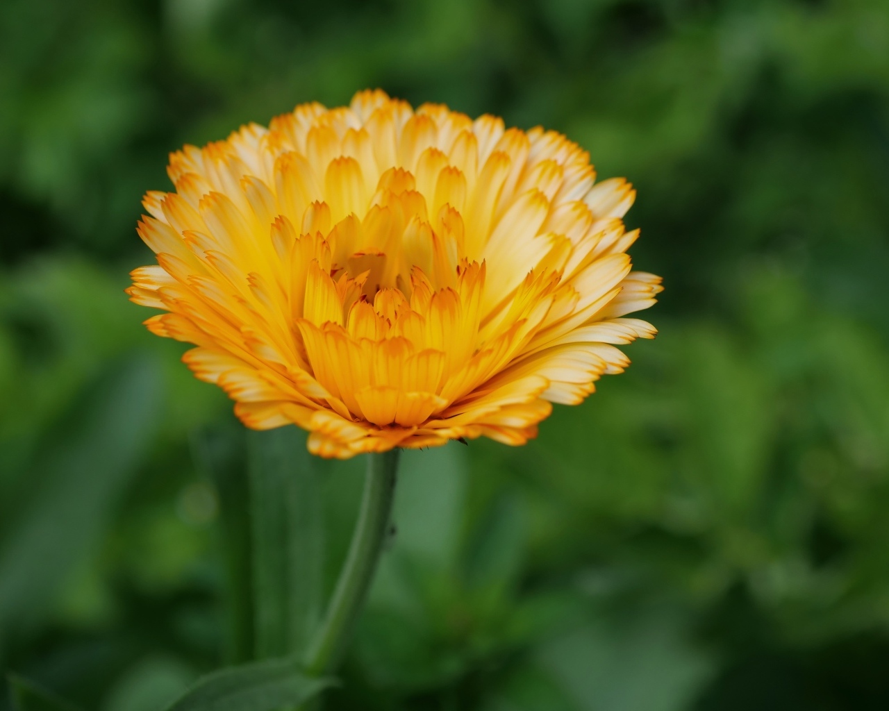 Оранжевый цветок ноготки крупным планом