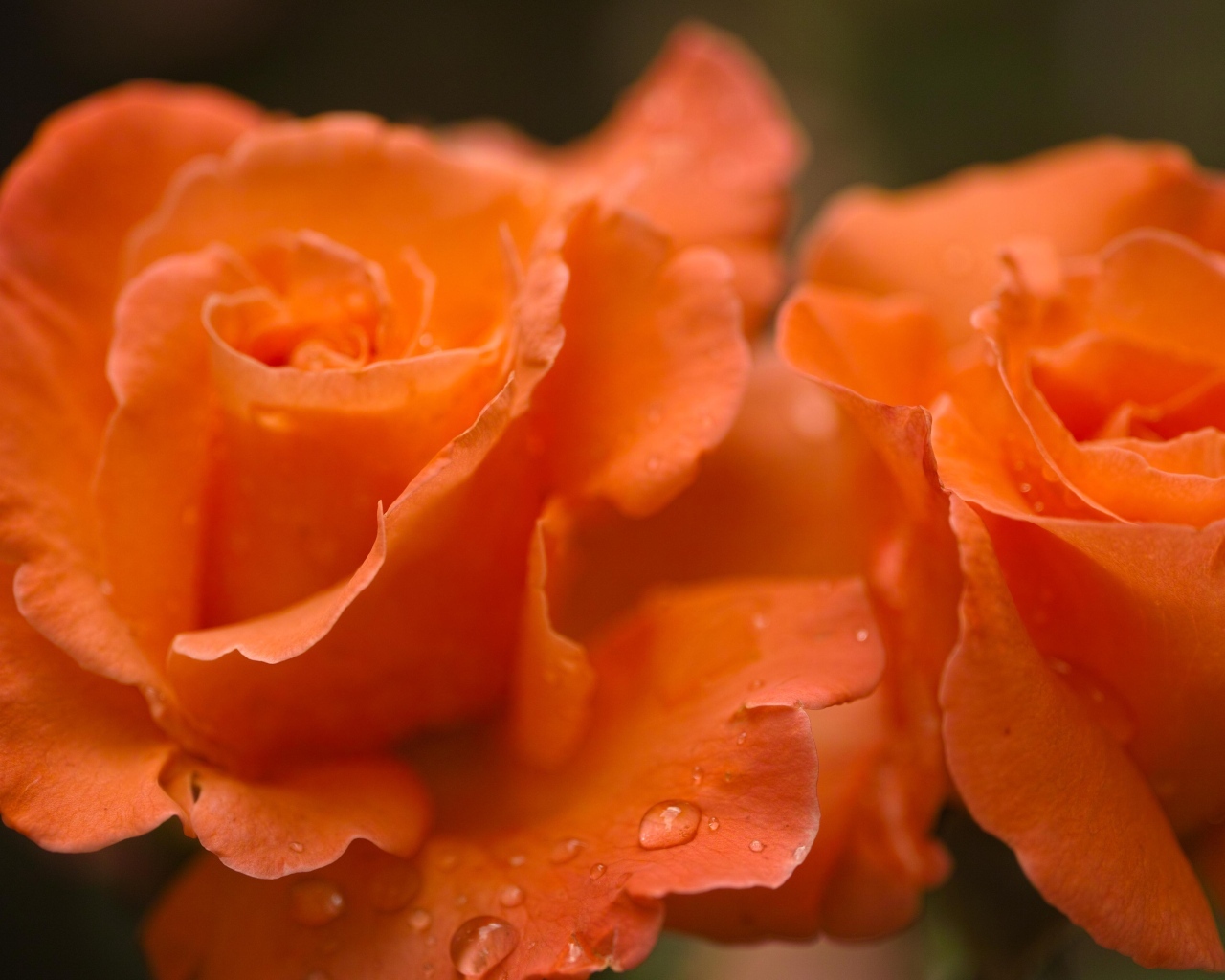 Оранжевые розы с каплями дождя на лепестках