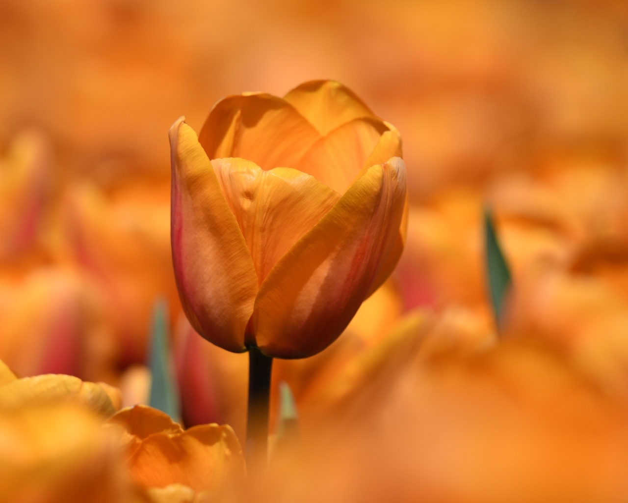 Оранжевый цветок тюльпана на клумбе крупным планом