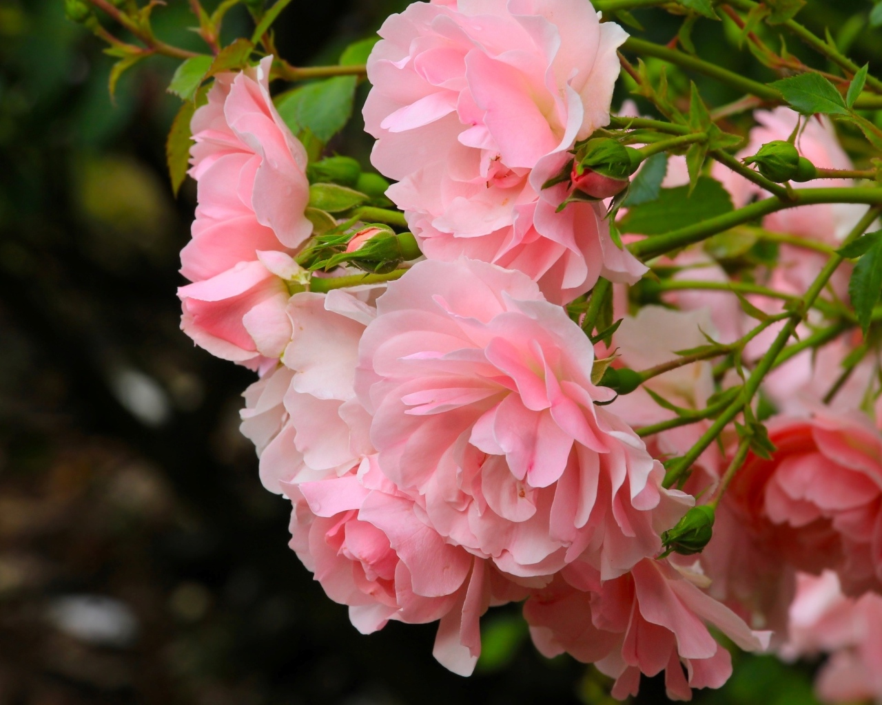 Куст парковой розы с розовыми цветами