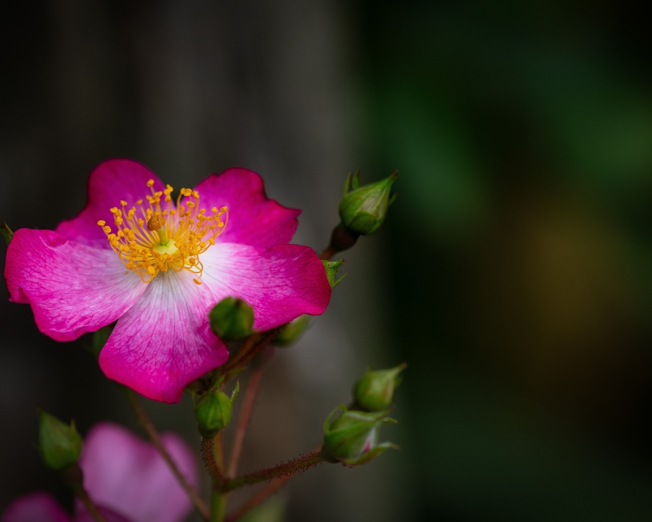 Парковая роза с бутонами крупным планом