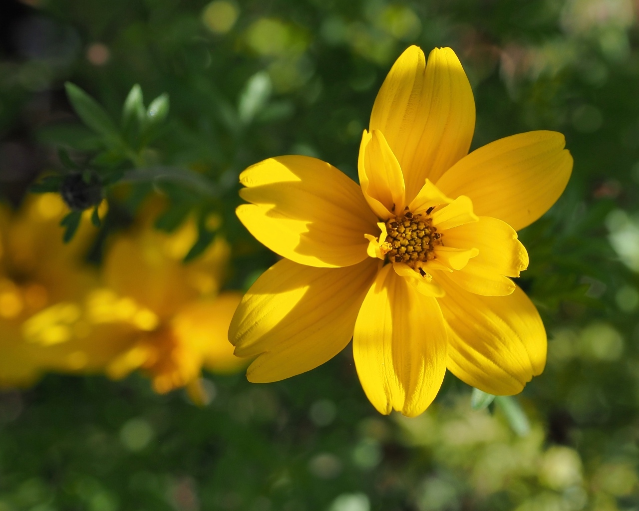 Многолетний желтый цветок хризантемы