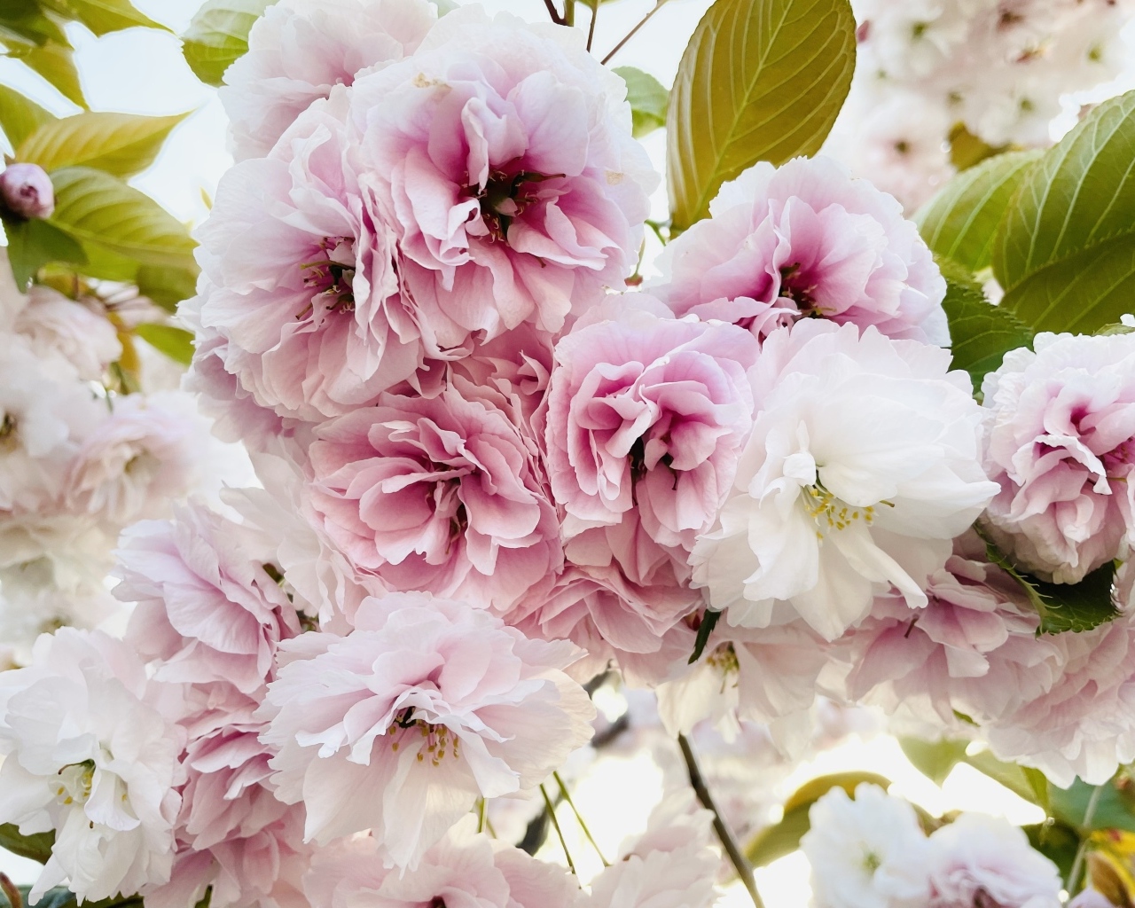 Розовые и белые цветы луизеания крупным планом