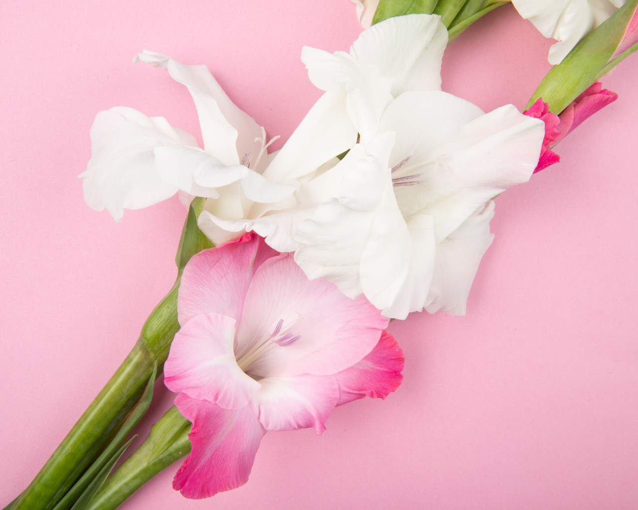 Розовые и белые цветы гладиолуса на розовом фоне