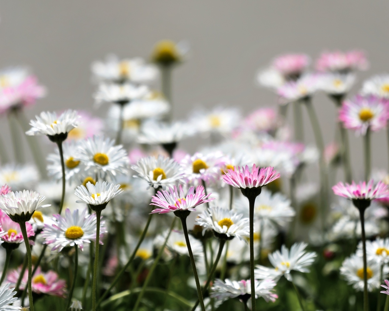 Розовые и белые мелкие цветы маргаритки