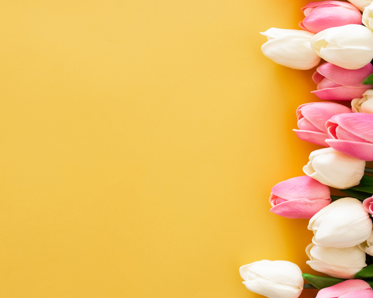 Розовые и белые тюльпаны на желтом фоне, шаблон для открытки