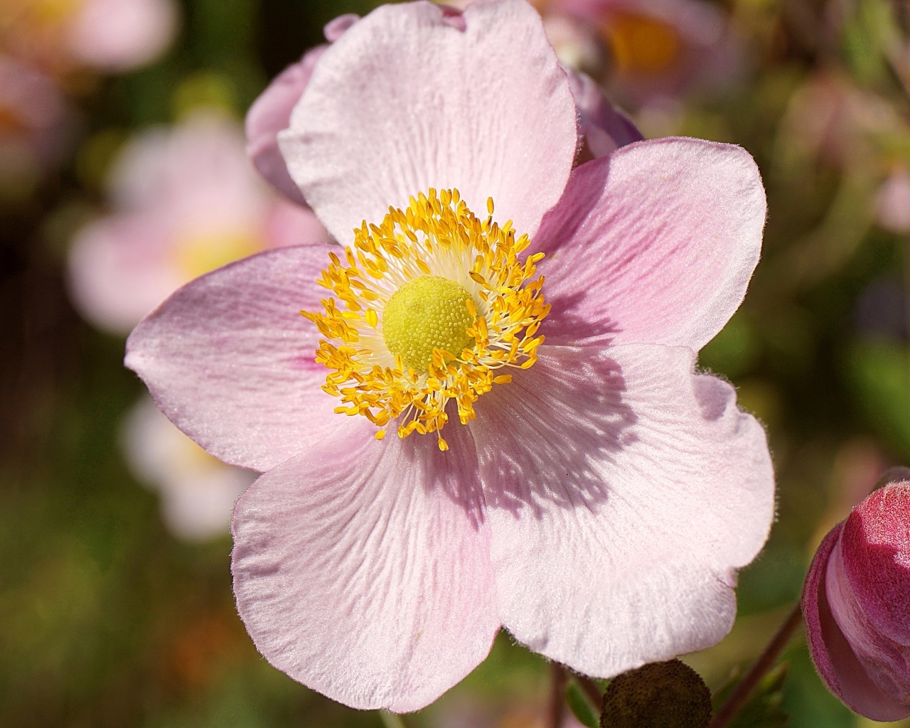 Розовый цветок анемона с бутоном крупным планом