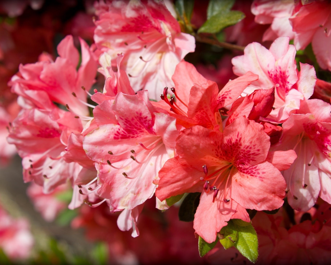 Розовые цветы азалия крупным планом