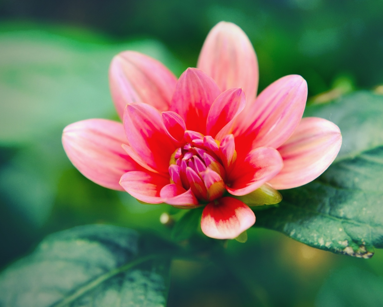 Розовый распускающийся цветок георгина с зелеными листьями