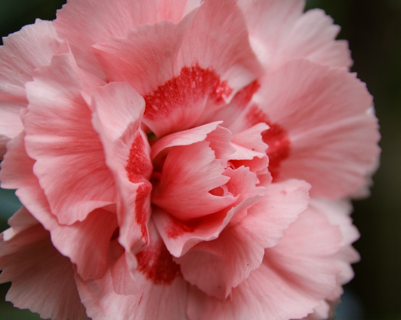 Розовая гвоздика крупным планом