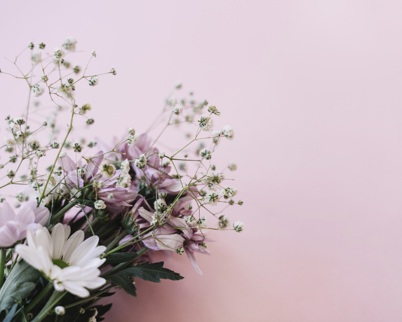 Розовые цветы хризантемы с цветами гипсофилы на белом фоне