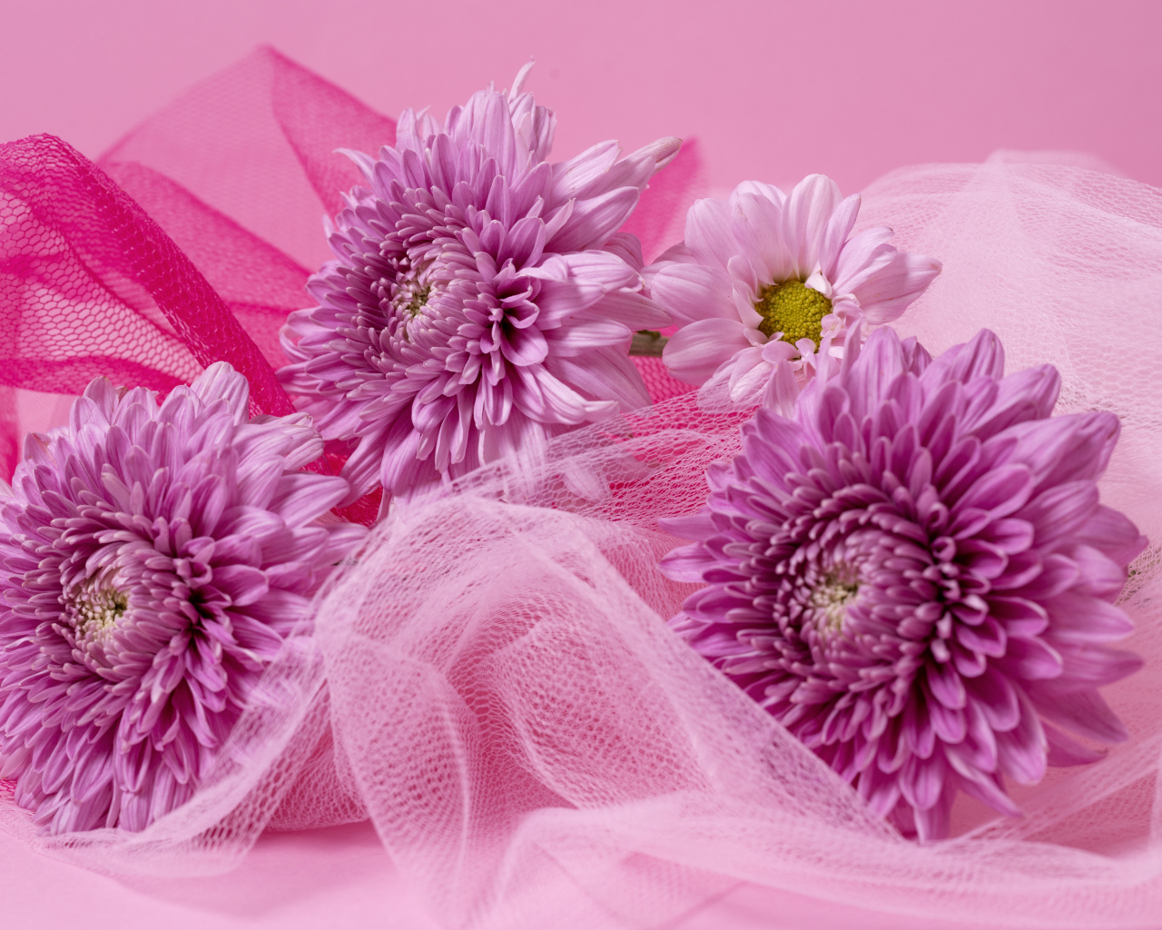 Розовые хризантемы и вуаль на розовом фоне
