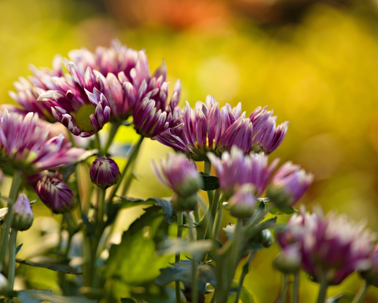 Розовые распускающиеся хризантемы на клумбе