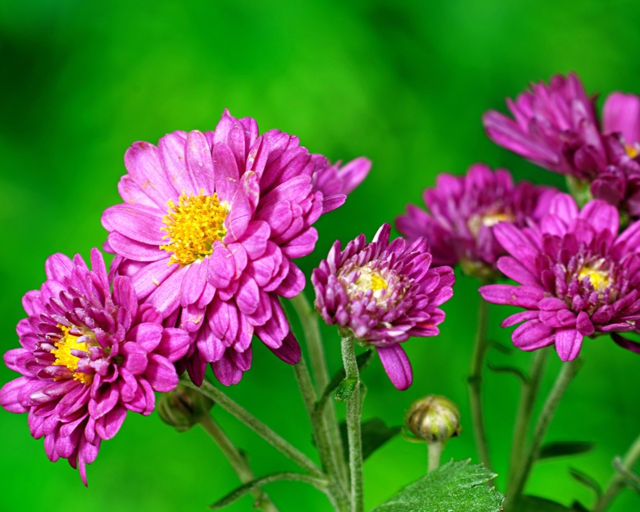 Розовые  хризантемы на зеленом фоне