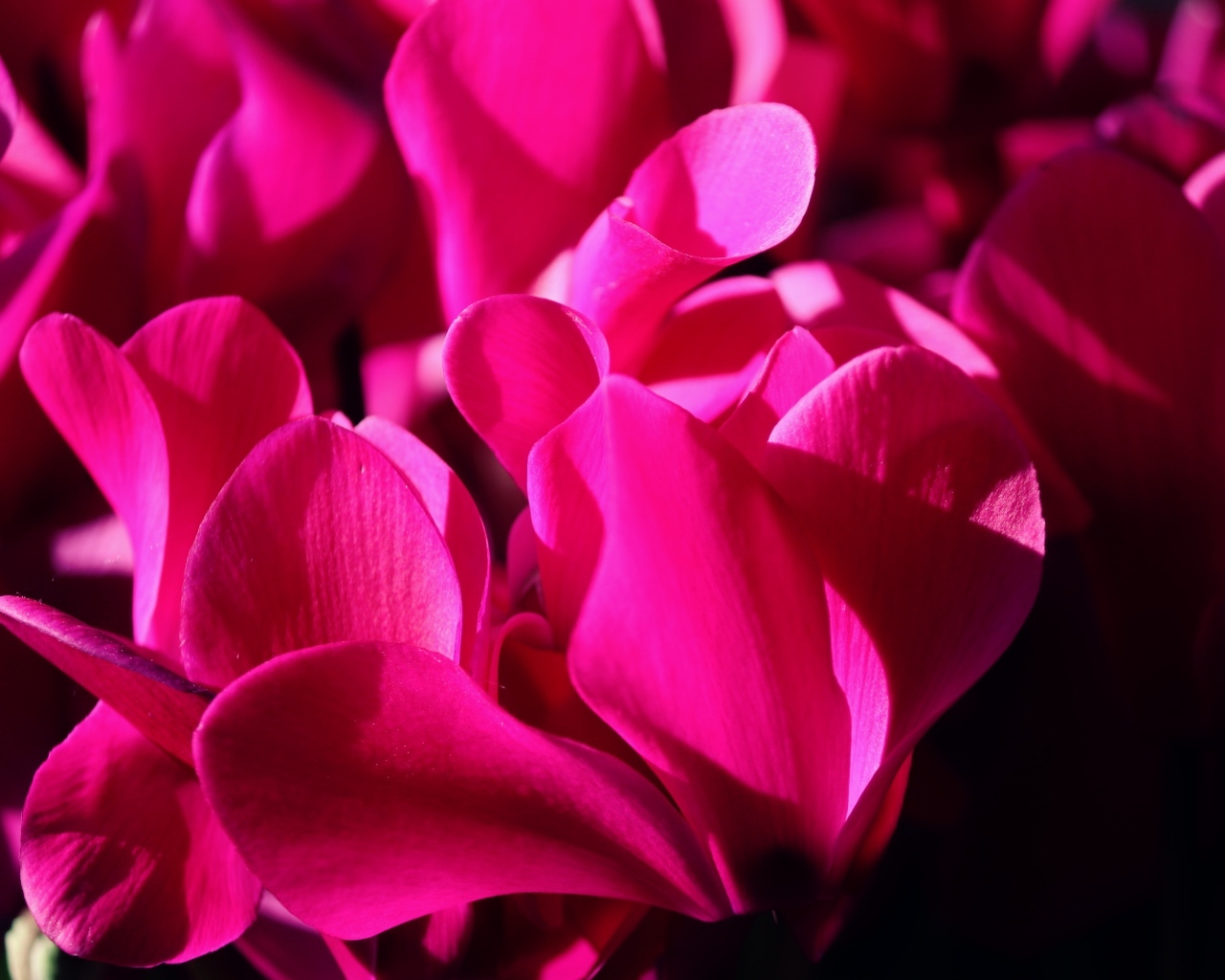 Розовые цветы цикламена крупным планом