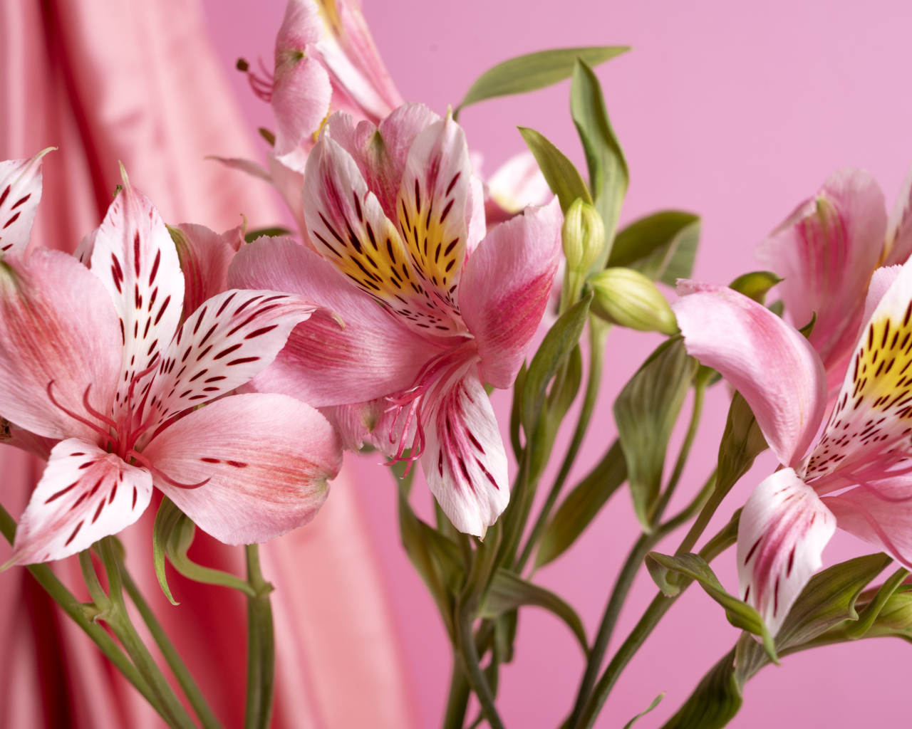 Розовые нежные цветы альстромерия крупным планом