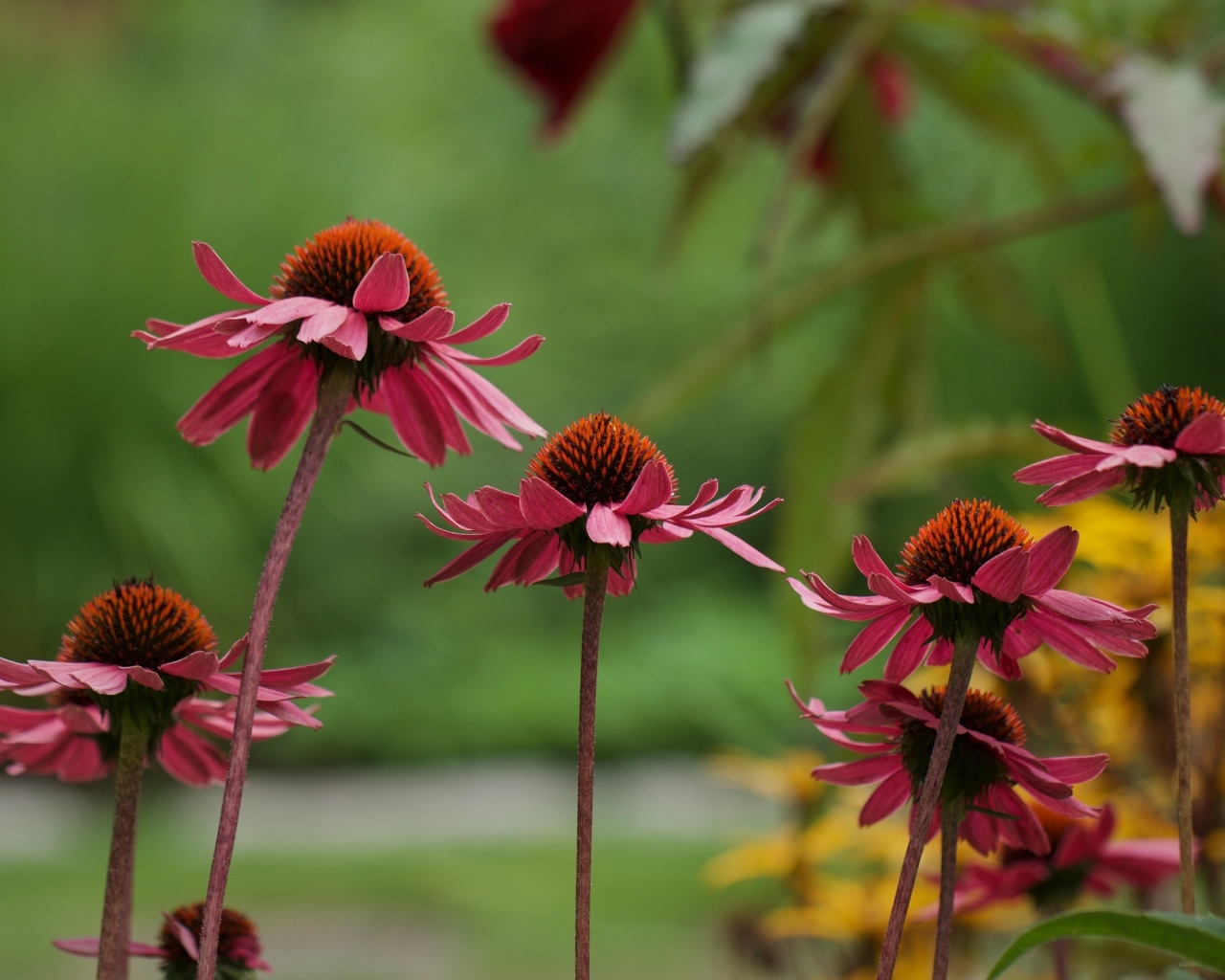 Розовые цветы эхинацея на клумбе