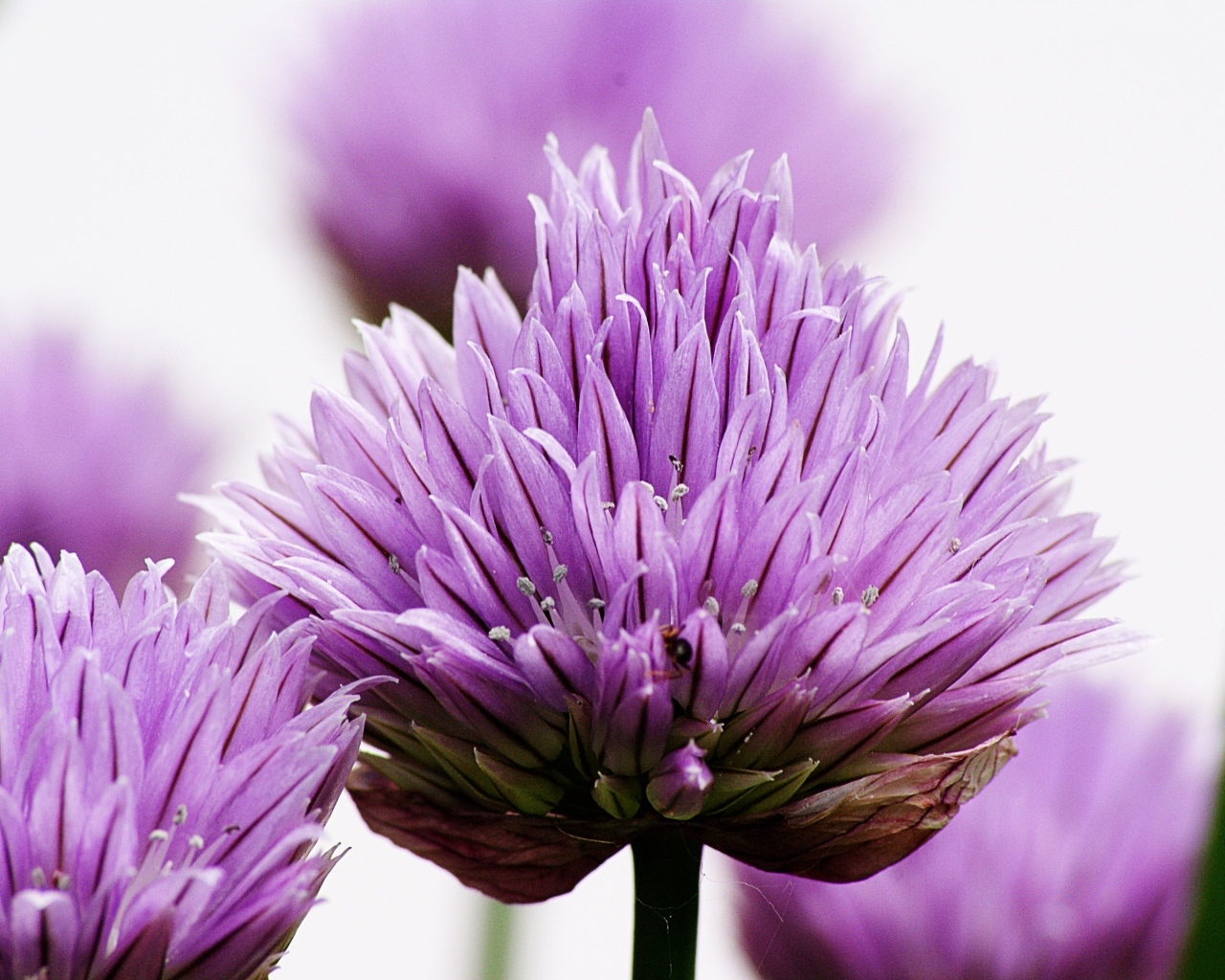 Розовые цветы декоративного лука крупным планом