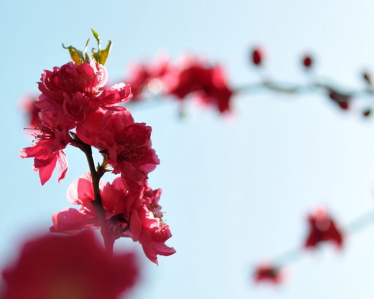 Розовые цветы на ветке на фоне голубого неба весной
