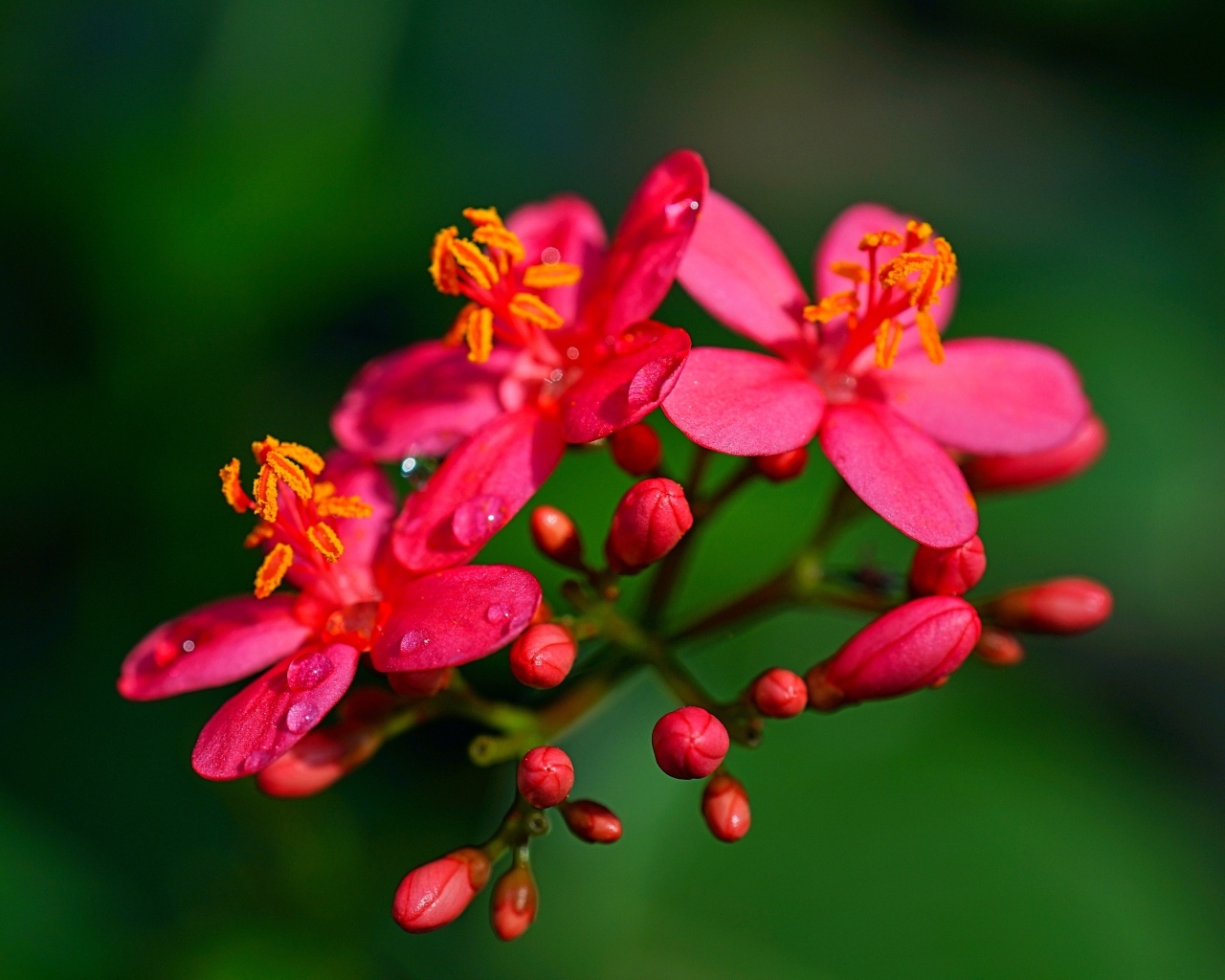 Розовые цветы на ветке на зеленом фоне