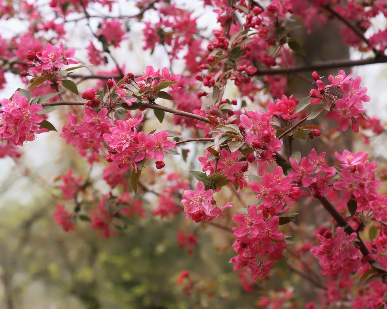 Розовые цветы на ветках дерева весной