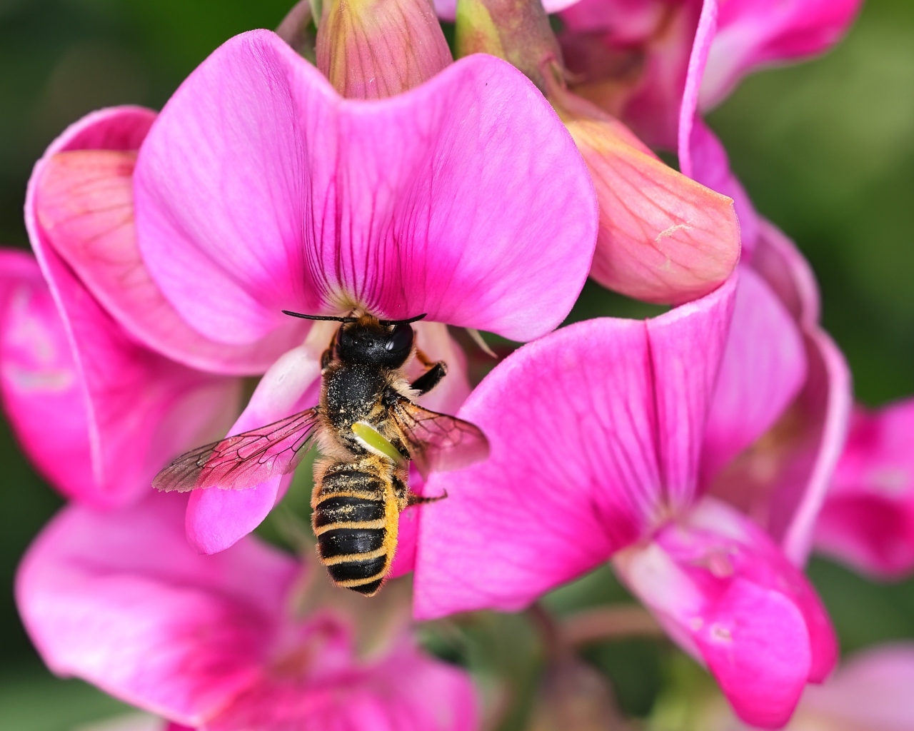 Розовые цветы с пчелой крупным планом