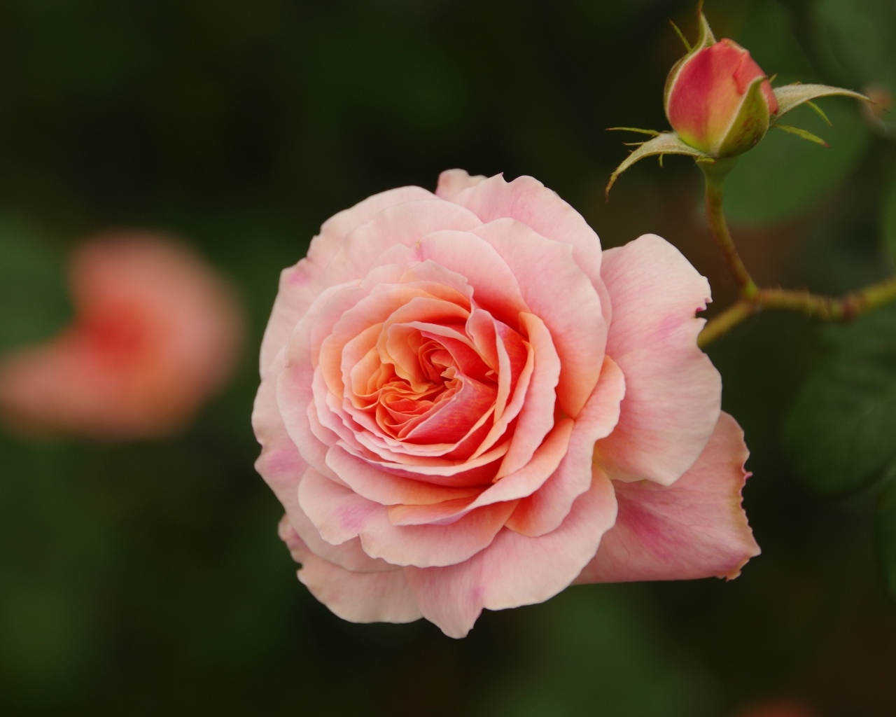 Розовая ароматная роза с бутоном 