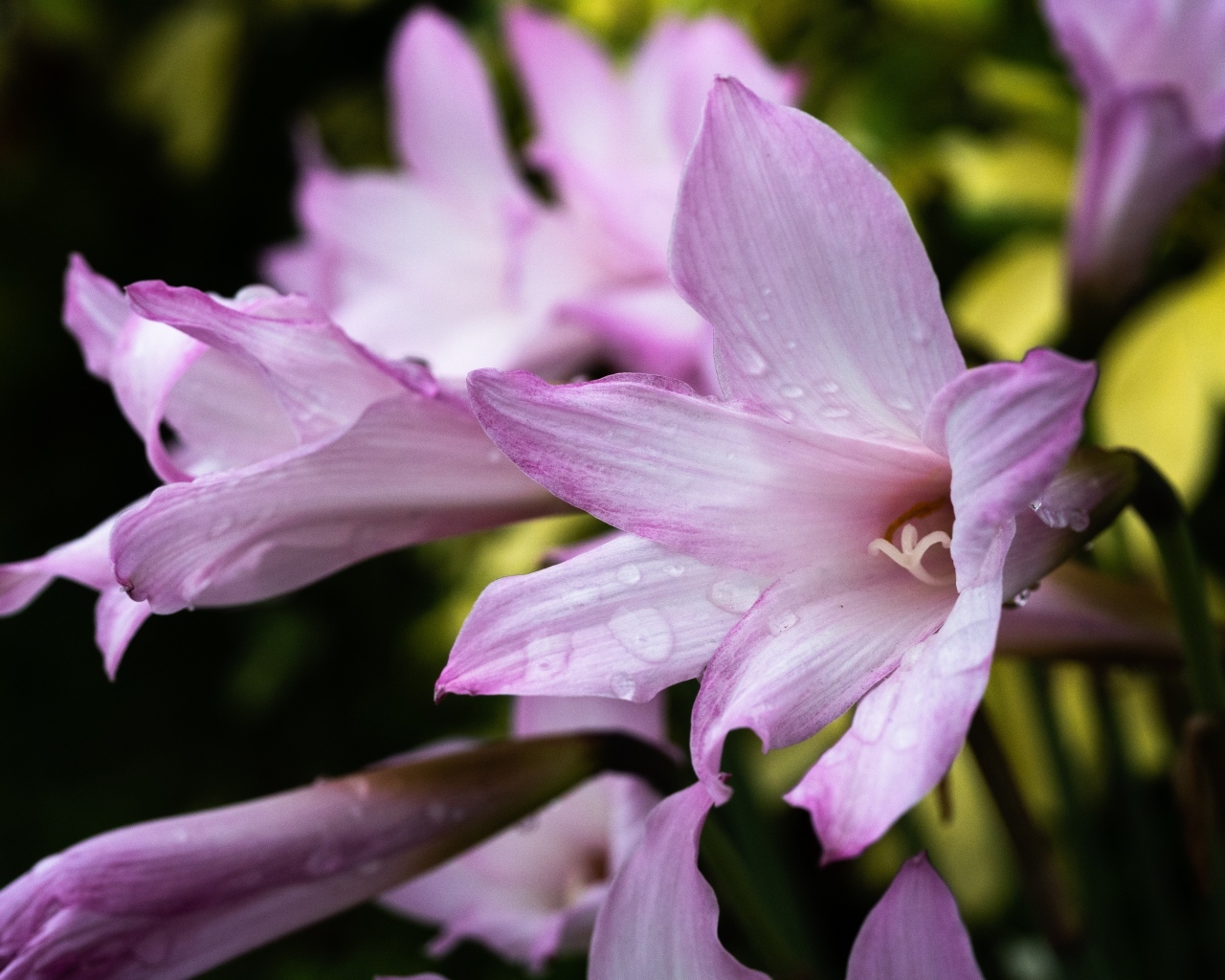 Розовые садовые лилии в каплях росы крупным планом