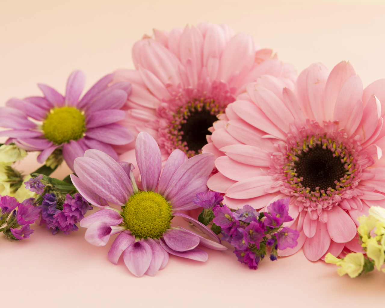 Розовые герберы и хризантемы крупным планом