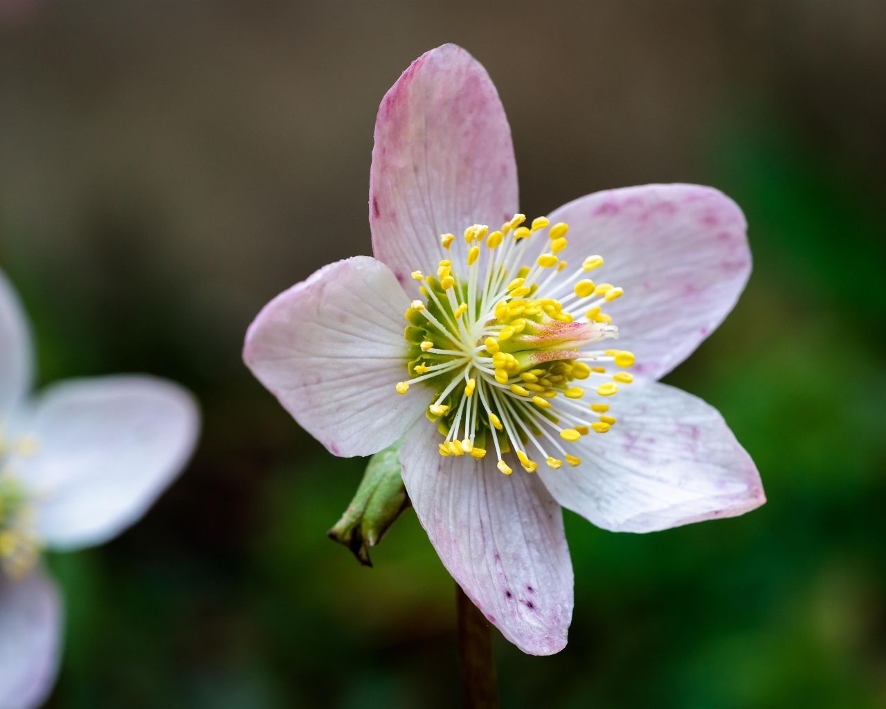 Розовый цветок морозник крупным планом